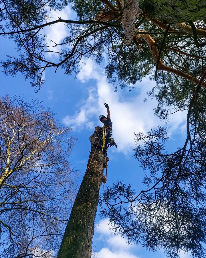 Baum-und-Gartenpflege - Baumfällung